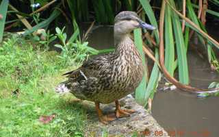 Lower Mill Garden Duck