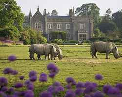 rhinos-lawn-small.jpg