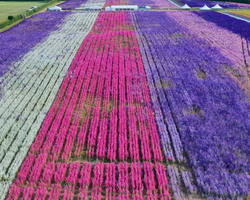 Confetti Flower Field