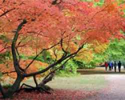 westonbirt.jpg