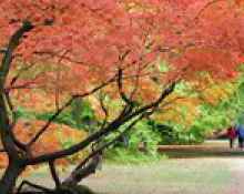 westonbirt.2e16d0ba.fill-300x175.jpg