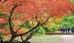 westonbirt.jpg